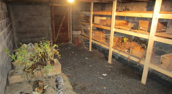 the-8-fundamentals-to-digging-a-root-cellar-off-the-grid-news