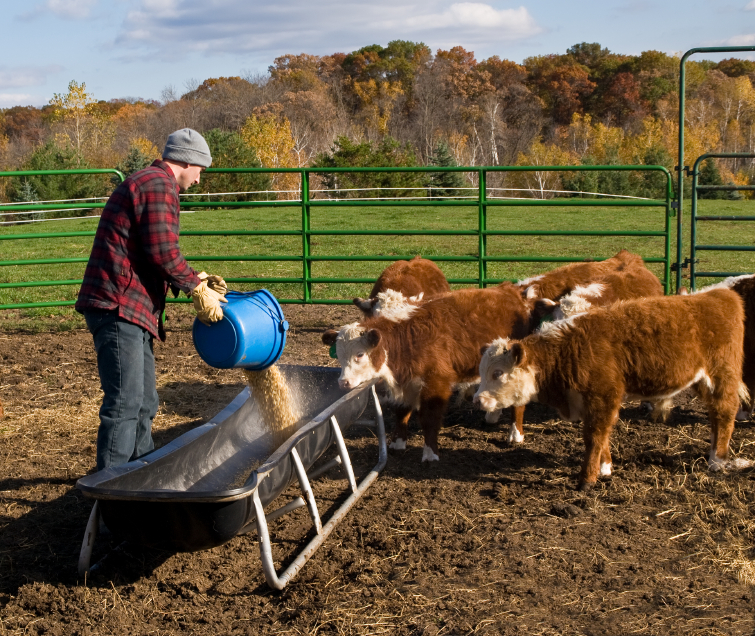 6 Things You Must Know About Producing Livestock Feed Off The Grid News