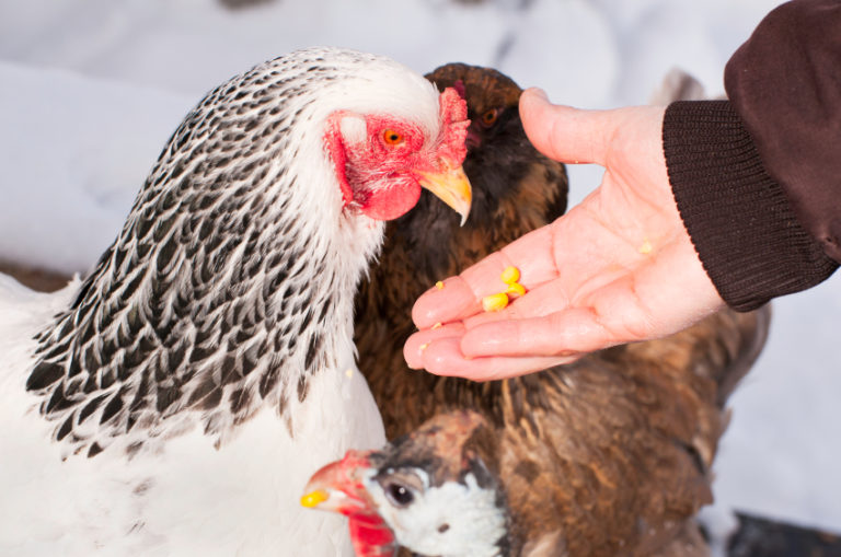 7 Important Steps To Prepare Your Chickens For Fall And Winter ...