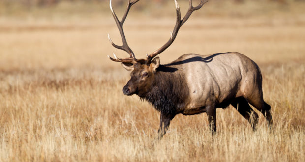 bull elk at times