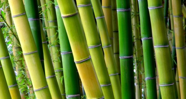 Bamboo: The Ultimate Homestead Survival Tree - Off The Grid News