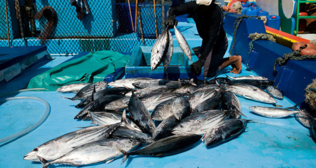 Fukushima Aftermath: Radiation Levels In US Tuna Triple - Off The Grid News