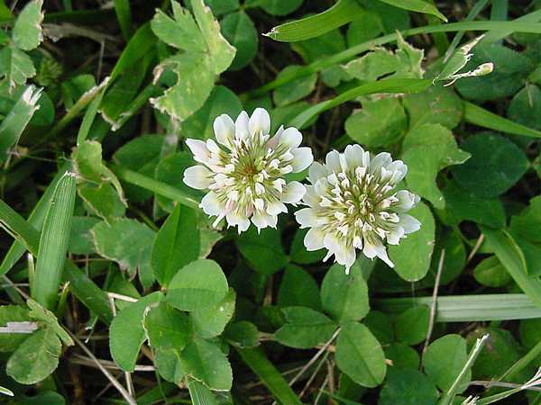 Why 'Wild Gardening' Just May Beat Traditional Gardening - Off The Grid ...