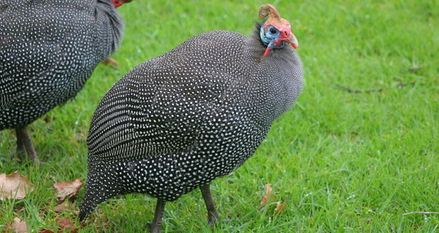 7 Reasons Your Homestead Needs Guinea Fowl - Off The Grid News