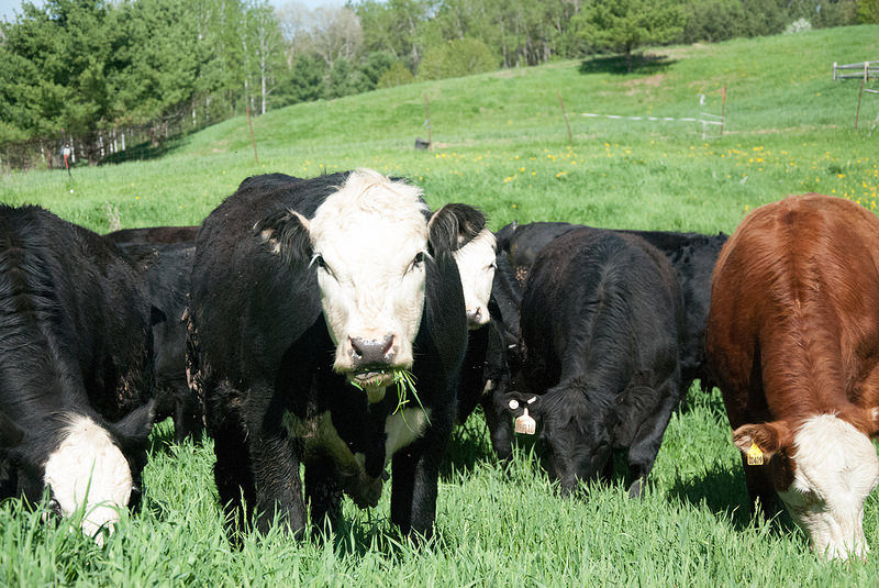 New GMO Grass Could Spell The End Of Grass-Fed Beef - Off The Grid News