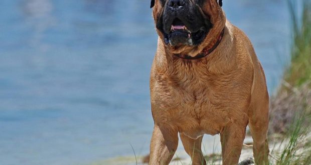 best guard dogs for large property