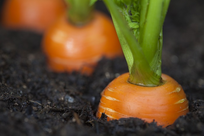 Seed Saving: 5 Nutrient-Dense Vegetables You Should Be Planting Now ...