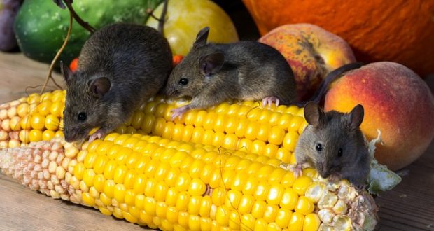 All-Natural, Poison-Free Ways To Rid Your Home Of Mice - Off The Grid News