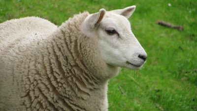 Raw Wool: How To Find And Pick The Best Fleece For Your Off-Grid Needs ...