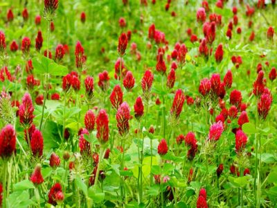 8 Fast-Growing Cover Crops That Will Transform Your Garden (But You ...