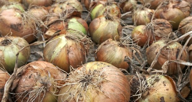 Storing Onions ALL WINTER Long - Off The Grid News