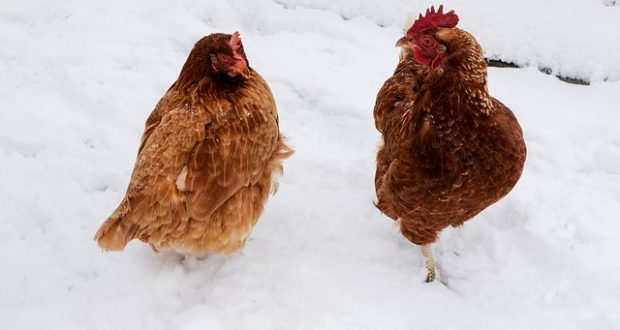 The Smartest (And Easiest) Ways To Keep Chickens Warm During Winter ...