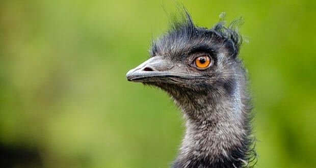 emu meat cost