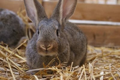 Are Rabbits Better Than Chickens For 'Survival Meat'? The Answer May ...