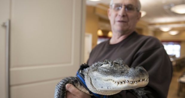 Man says emotional support alligator helps his depression - Off The ...