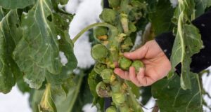 Extending Your Harvests with Cold-Season Winter Gardening Strategies