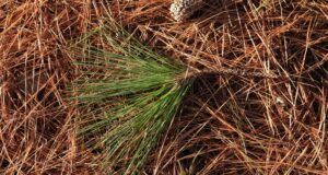 Unraveling the Chemical Complexity of Pine Needles