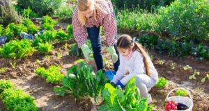 How a  Backyard Garden This Year Can Save You Huge Wads of Cash!